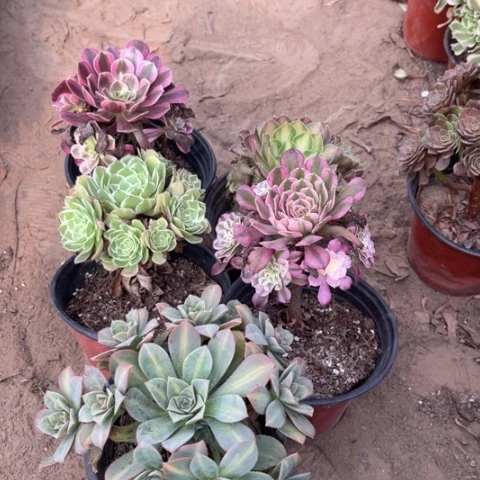 318多肉植物组合，