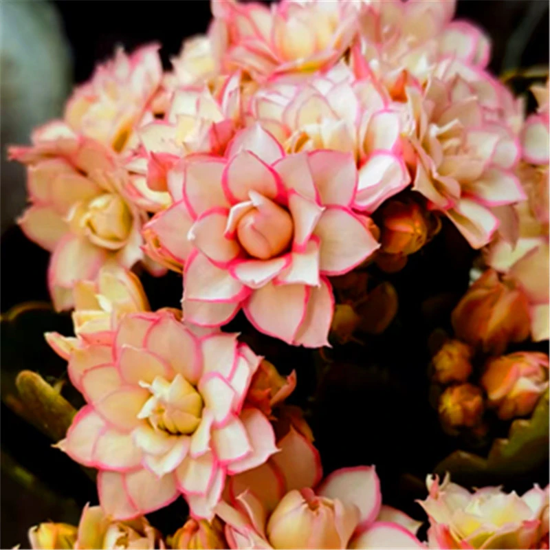 长寿花 一物一拍 四棵花苗组合 喜欢的直接扣编码（8cm盆）发货