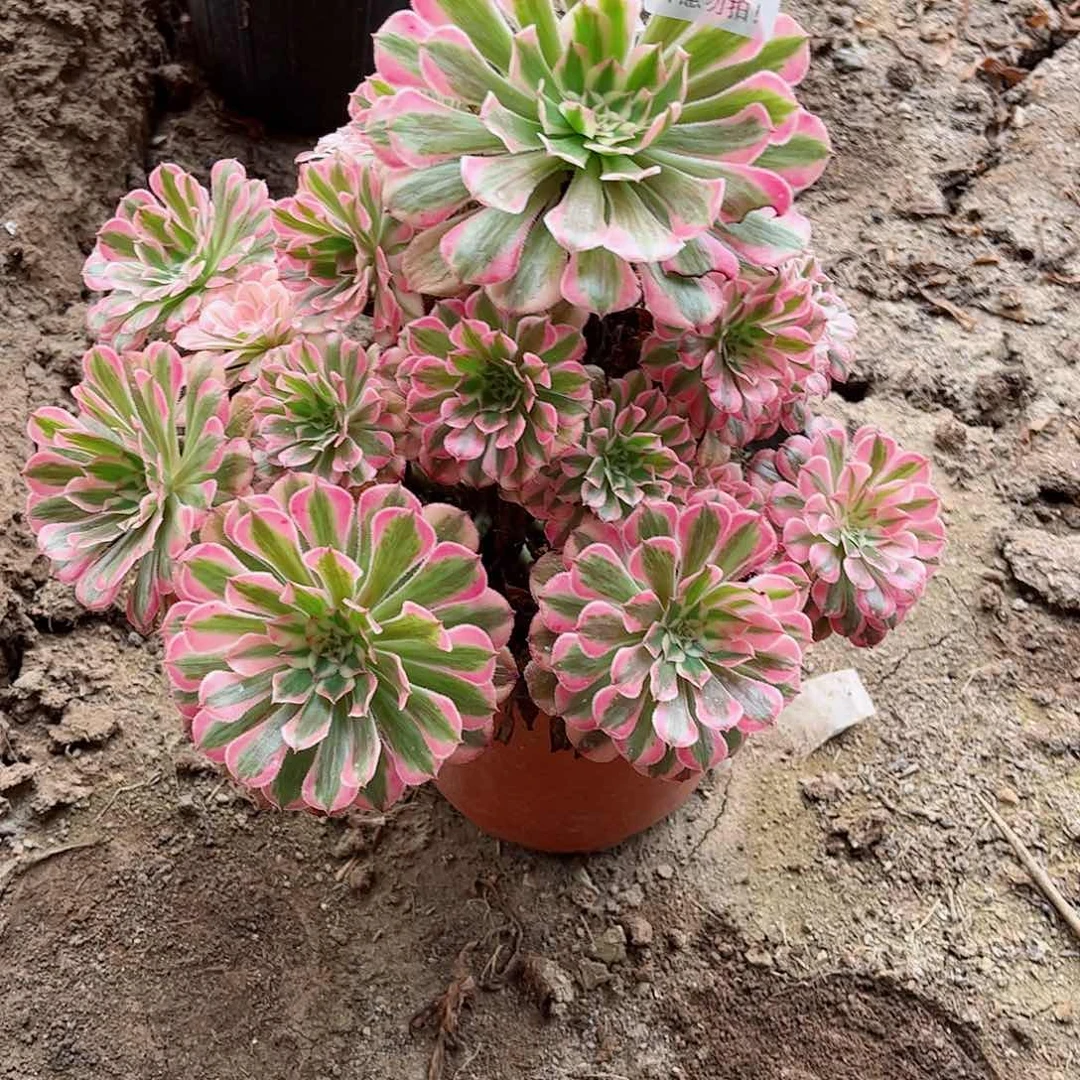 无花朵用****子多肉植物620