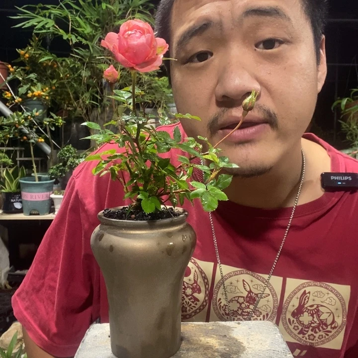 猫***道以实际为准盆景绿植盆栽126