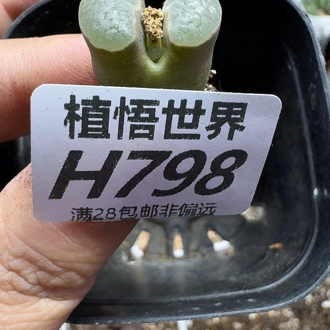 多肉植物的人生fhjn