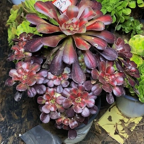 彩虹糖老桩捧花625号