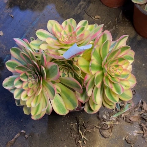 火龙果多肉植物3657