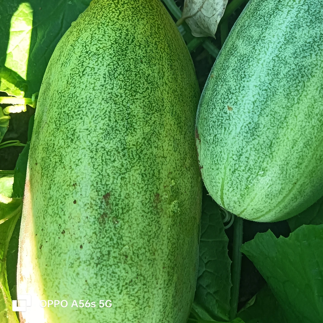 重庆应季水果蔬菜本地土花瓜
