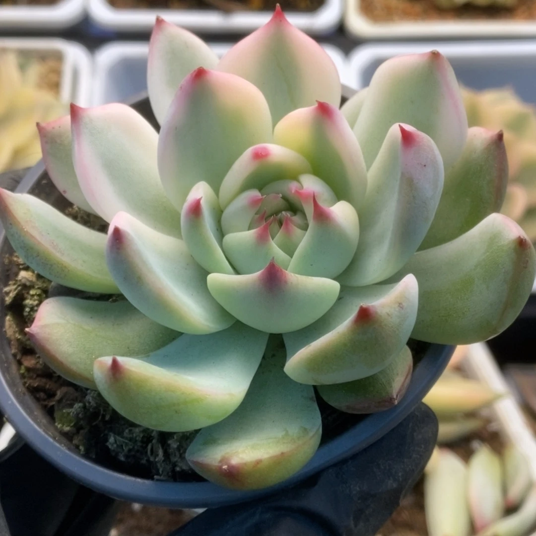220锦锦锦锦锦锦