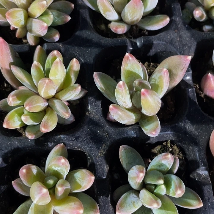 小水晶蟹抓1元带土发