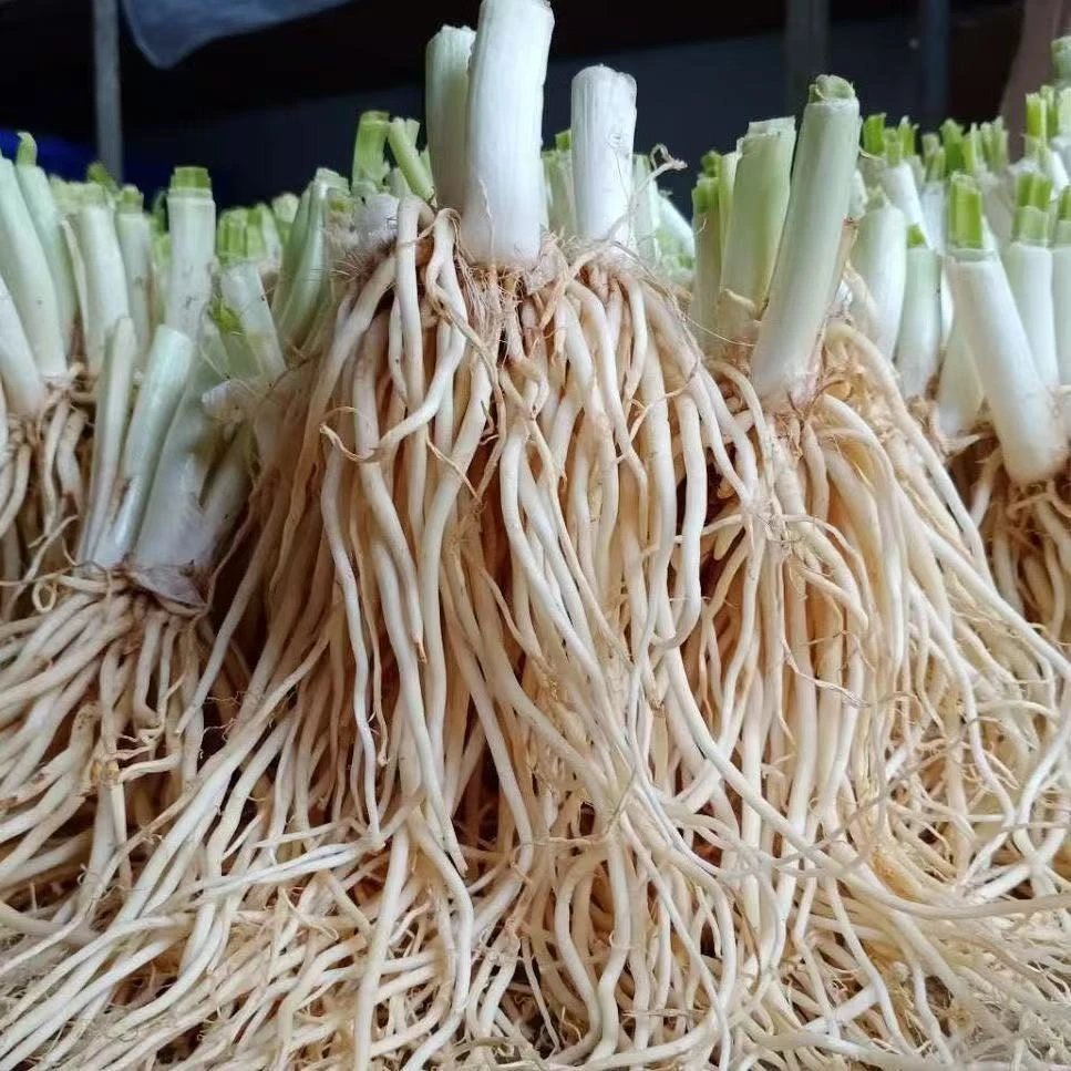 新鲜撇菜根、农产品、土特产