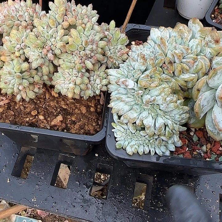 我***合青蛙王子儿童牙膏套装11