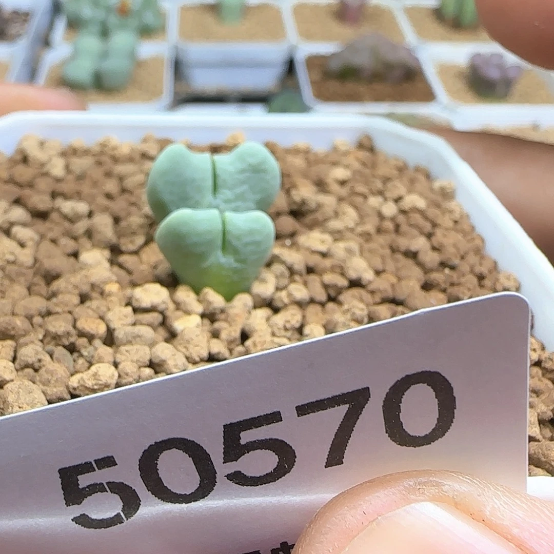d***o哈哈哈哈哈哈哈50570
