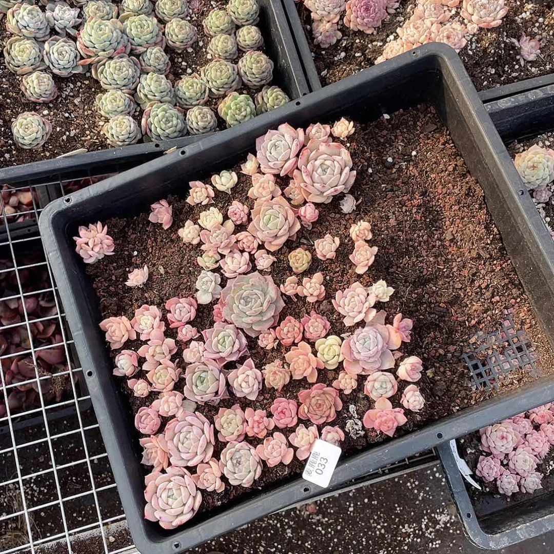 瑞***丽033 切盒发货。