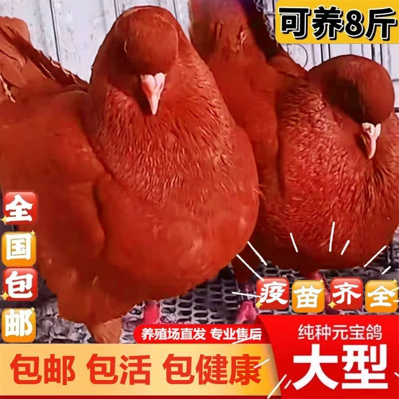 纯种元宝鸽一公一母大体鸽子观赏种鸽一对特大巨型肉鸽幼鸽宠物