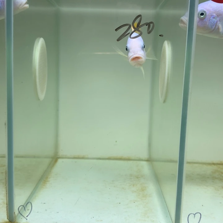 慈鲷鱼163号mbj斑马