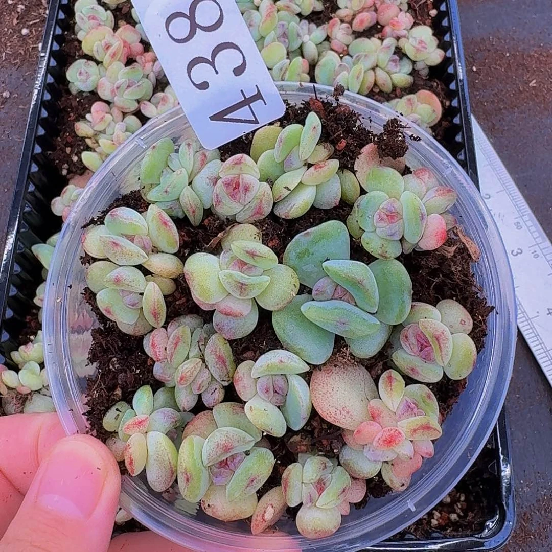 多肉植物多肉植物438