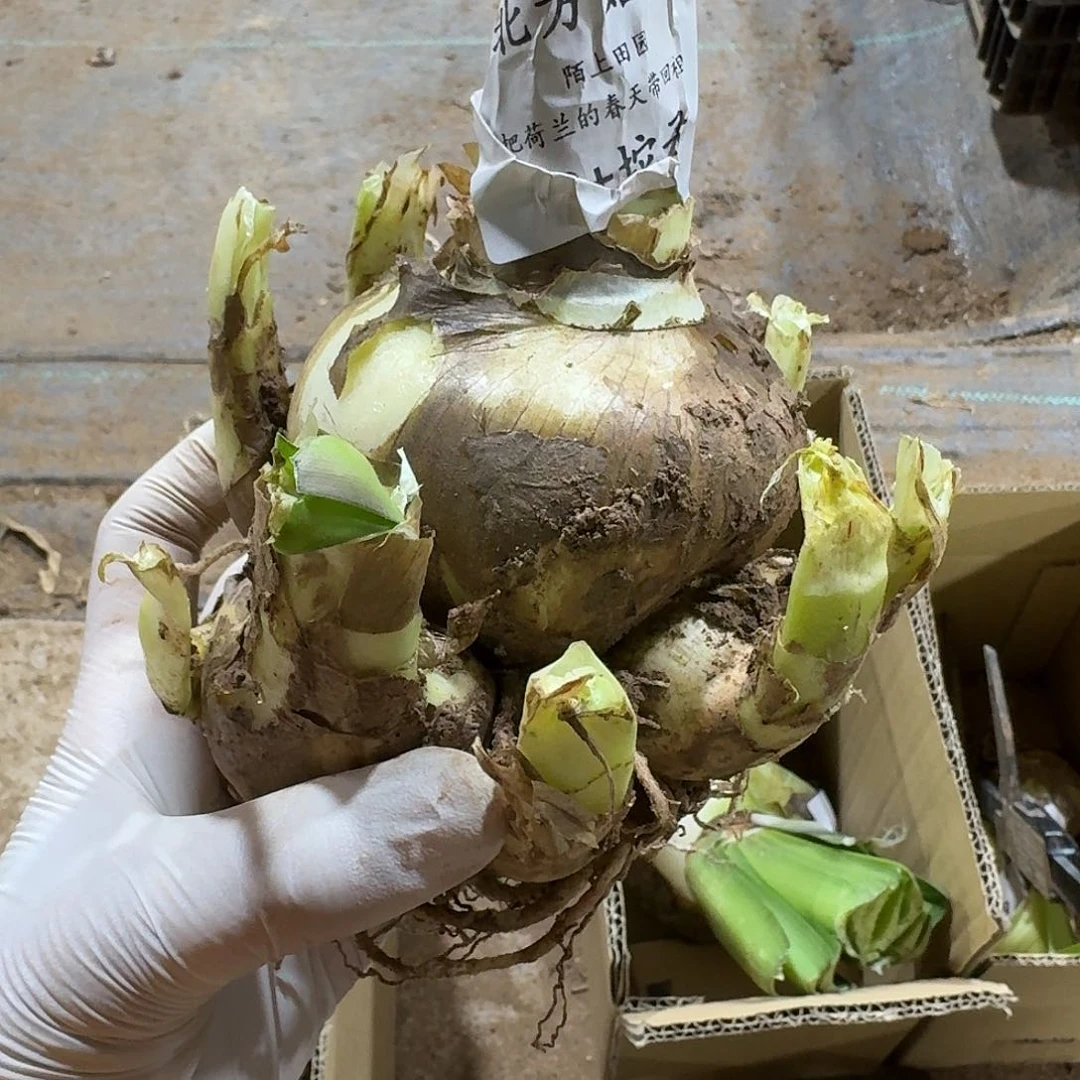 北方姑娘8+坨子发发发