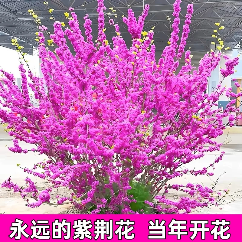 紫荆花树苗紫荆花苗满条红庭院开花植物花卉绿化工程苗木紫荆树苗