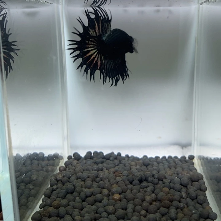 斗鱼泰国斗鱼139号