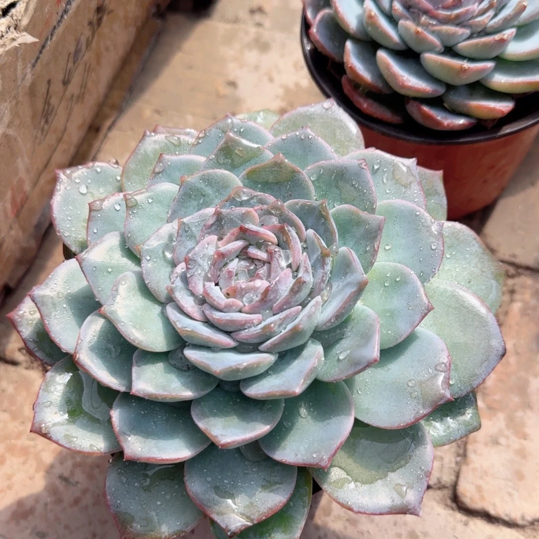 无花朵恩宠大单头