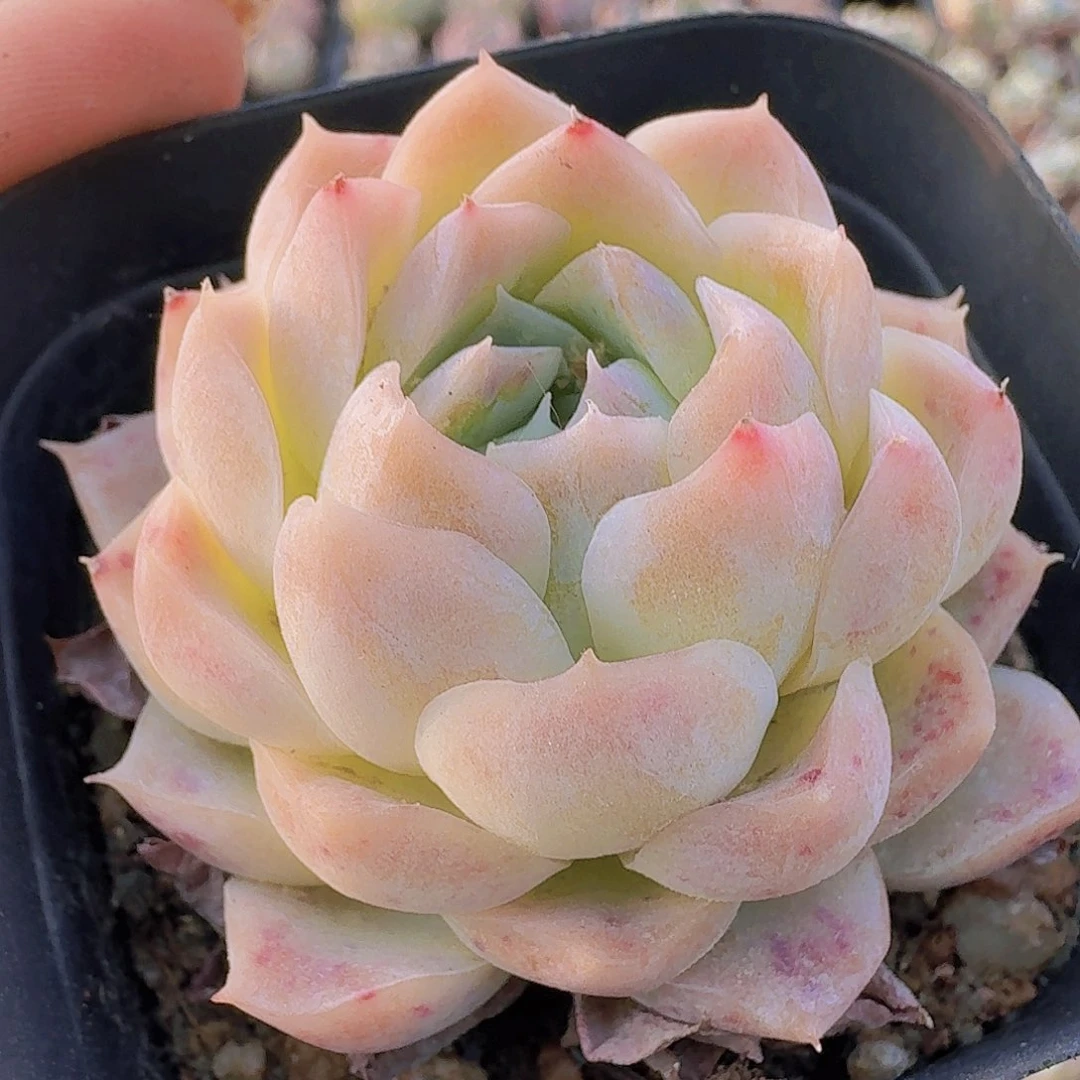 (****笑多肉植物满20包邮