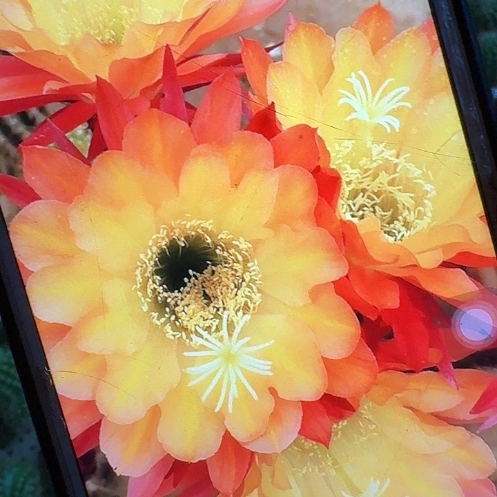 法三侧芽5公分毛花柱