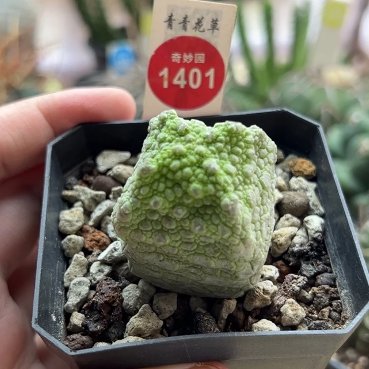 实生方凝蹄3.8cm一棵仙人球