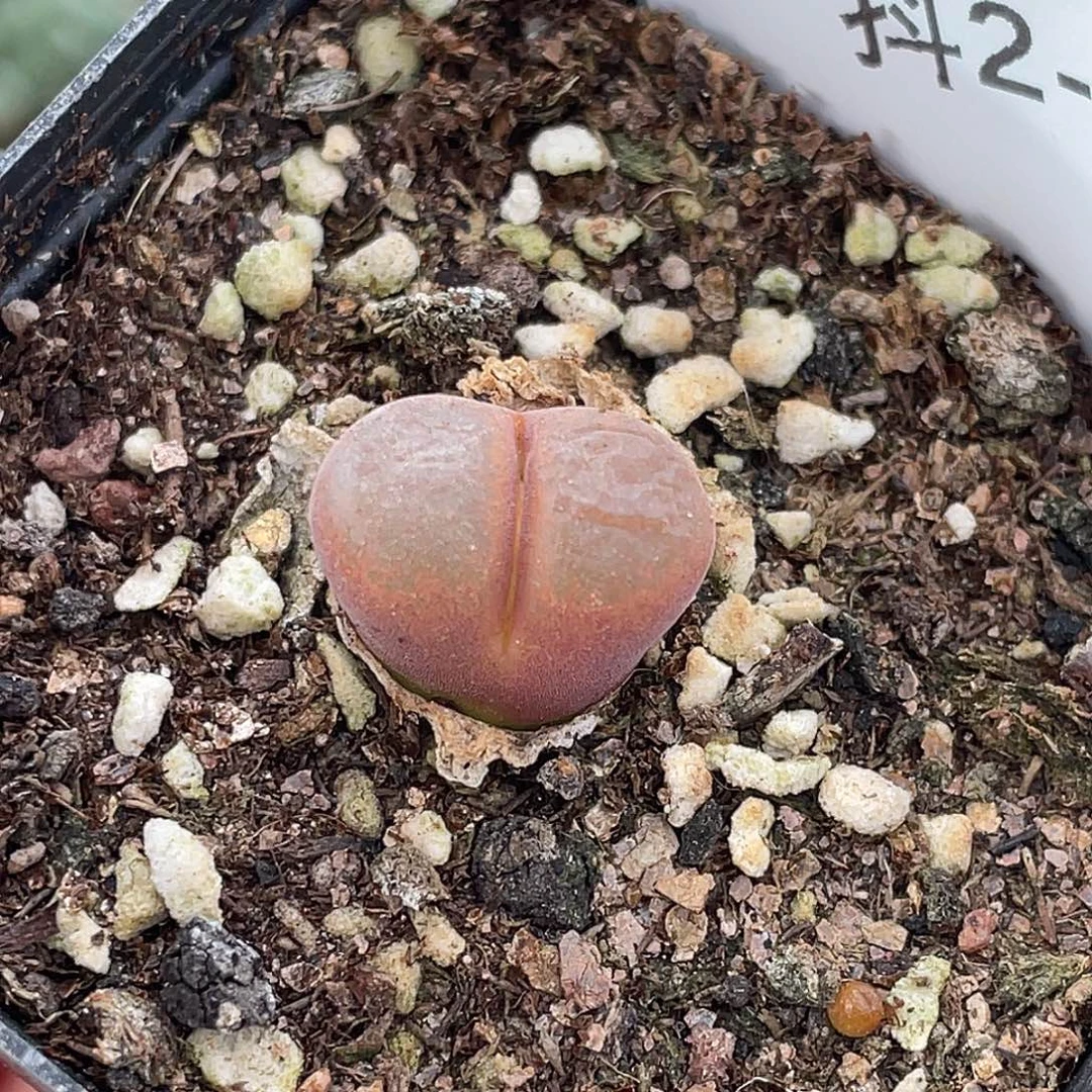 2-24红风铃多肉植物