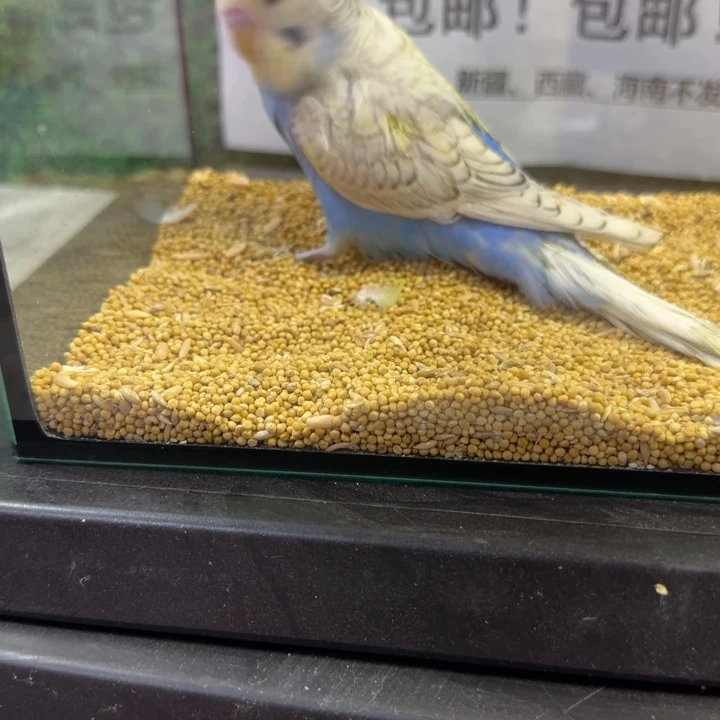 虎皮鹦鹉大头虎皮鹦鹉