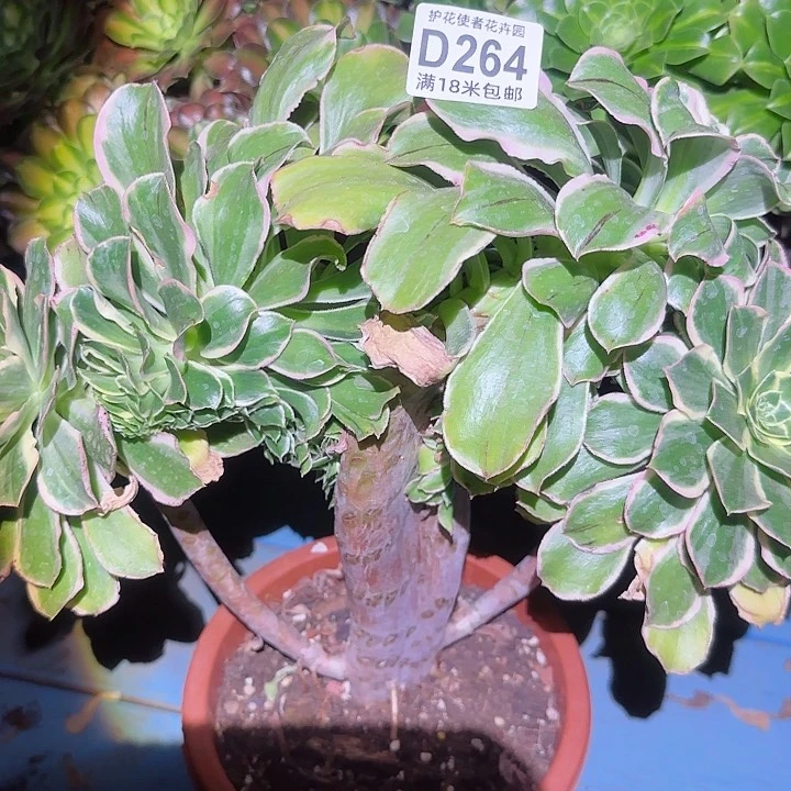 多肉法师大爷绿玫瑰