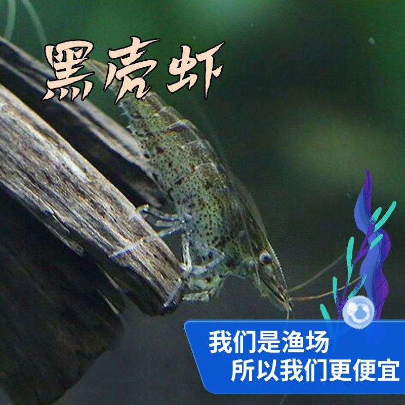 【新手除藻必买】黑壳虾活体除藻工具鱼缸清洁｜活体混养套餐免换水
