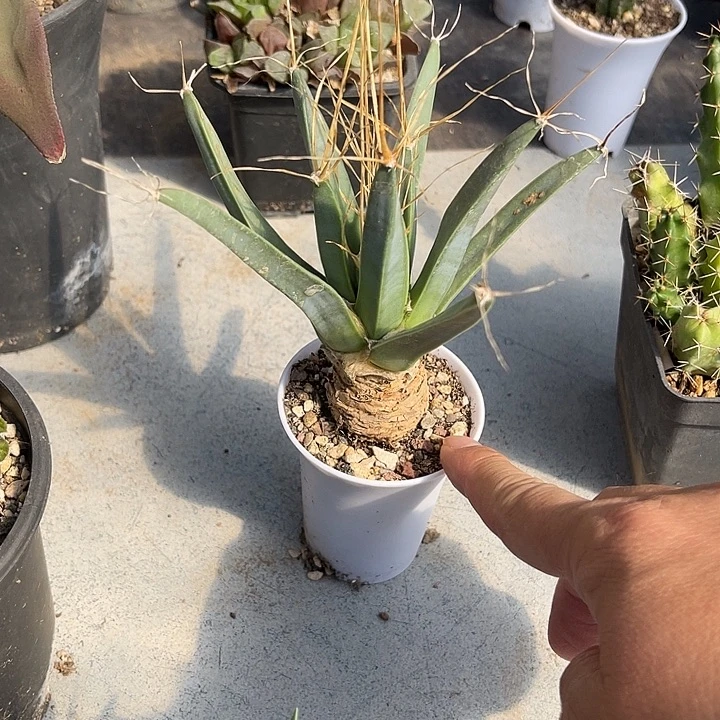 无花朵实生光山四大名球之一