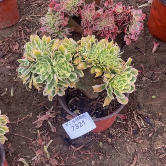 芳***子7321，女郎，迈巴赫缀