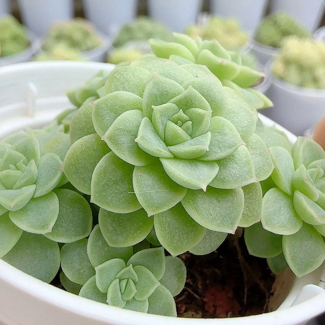 【闪购商品】0927-8花朵优选麦杆