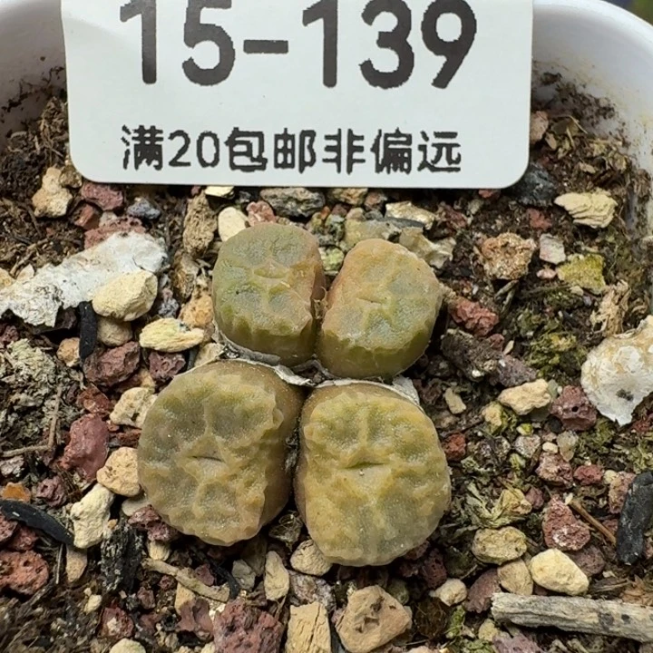 福利    带盆土