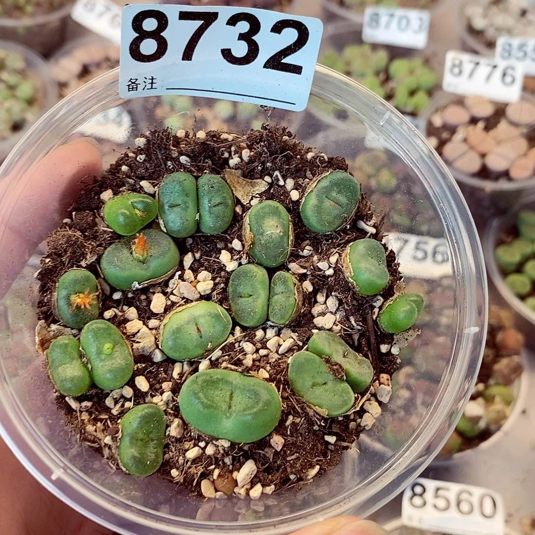 8732水晶鞋快快乐乐