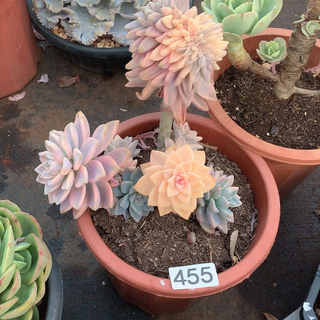 455淡雪锦 一物一拍多肉