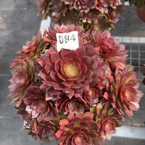 084红魔多肉20厘米左右