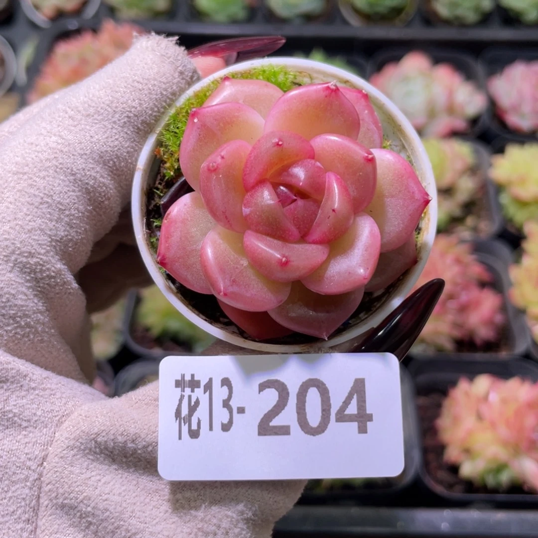 花利美13-204福利珍妮