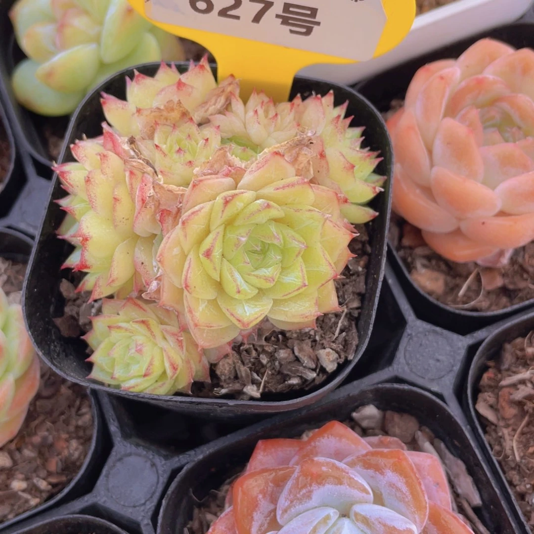 627号 孤品粉麦秆多头