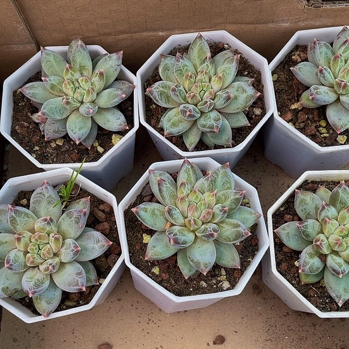 单头幻影美人带盆