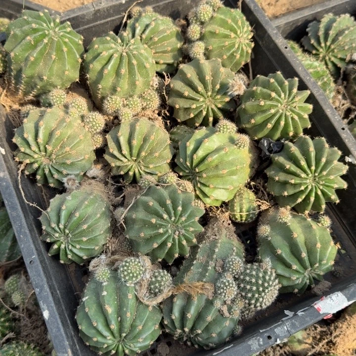 324彩草芙蓉根脱土斑一个6公分左右掉侧牙无售后，20包邮