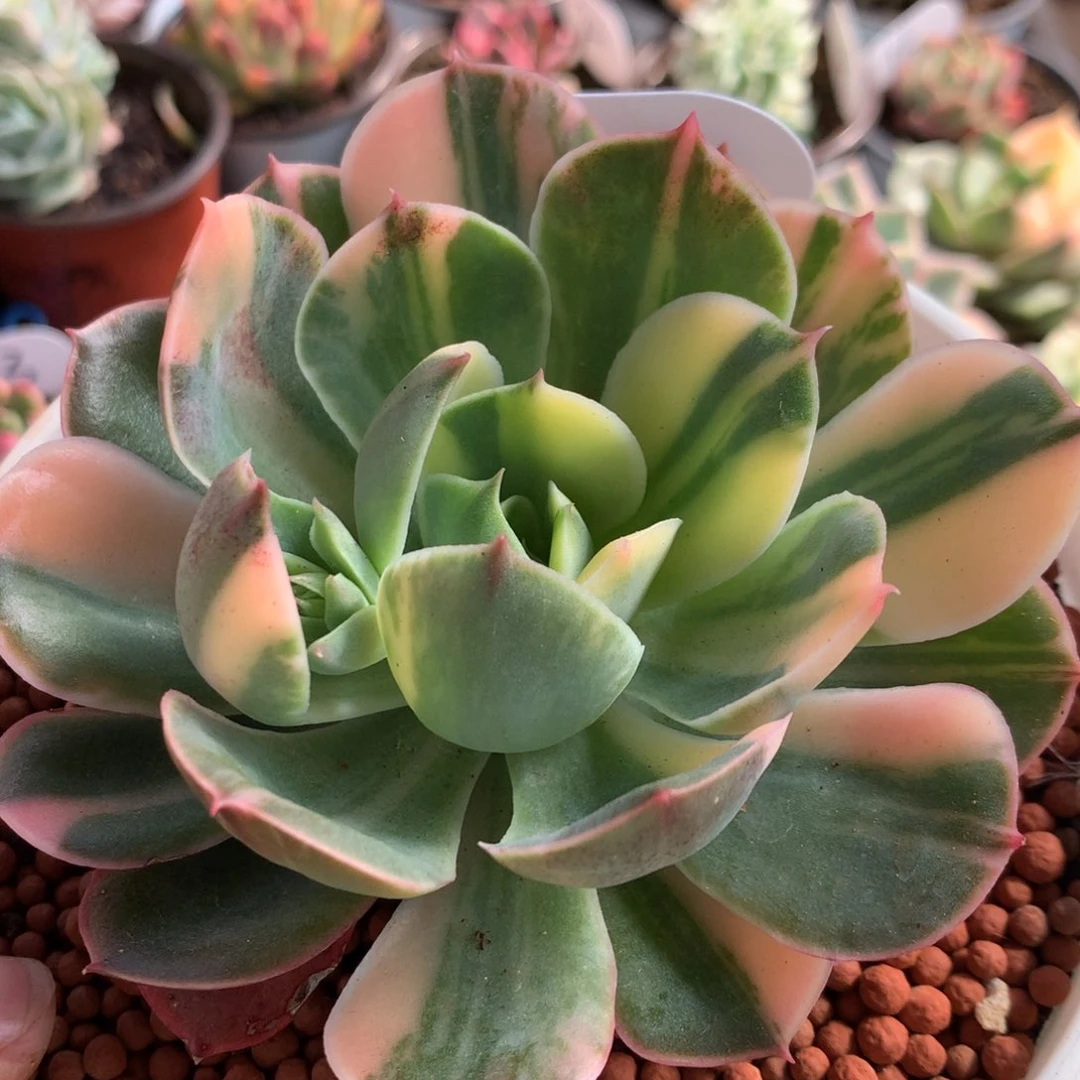 拉丝班弱j j j j j j j j