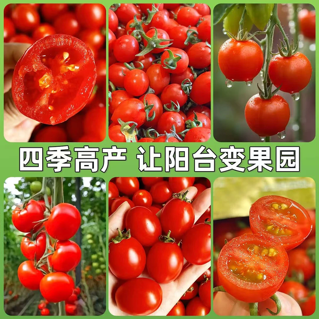 高产穴盘番茄苗圣女果苗樱桃番茄苗西红柿苗阳台矮地栽苗蔬菜种子