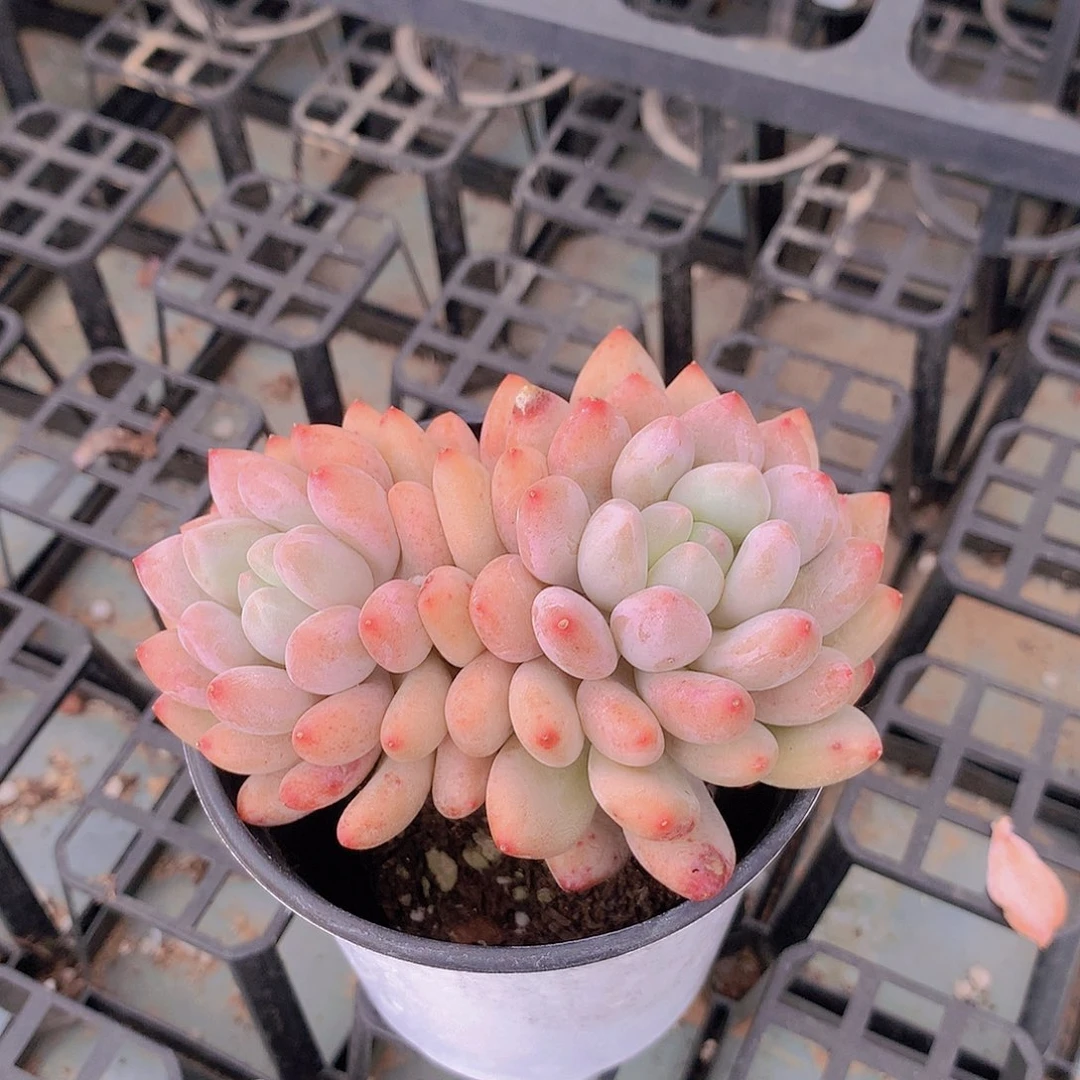 双头半夏335678999900