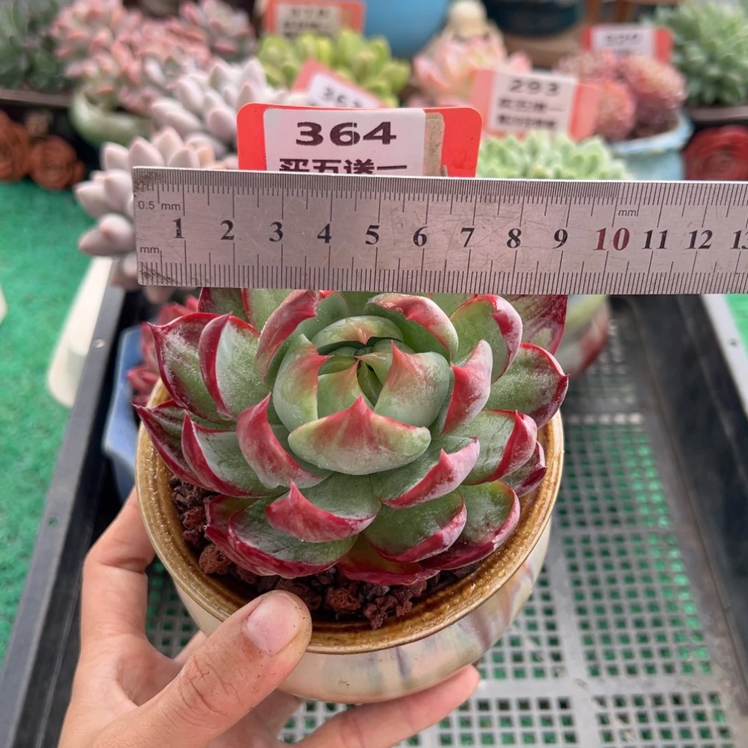 表妹精品多肉植物364.