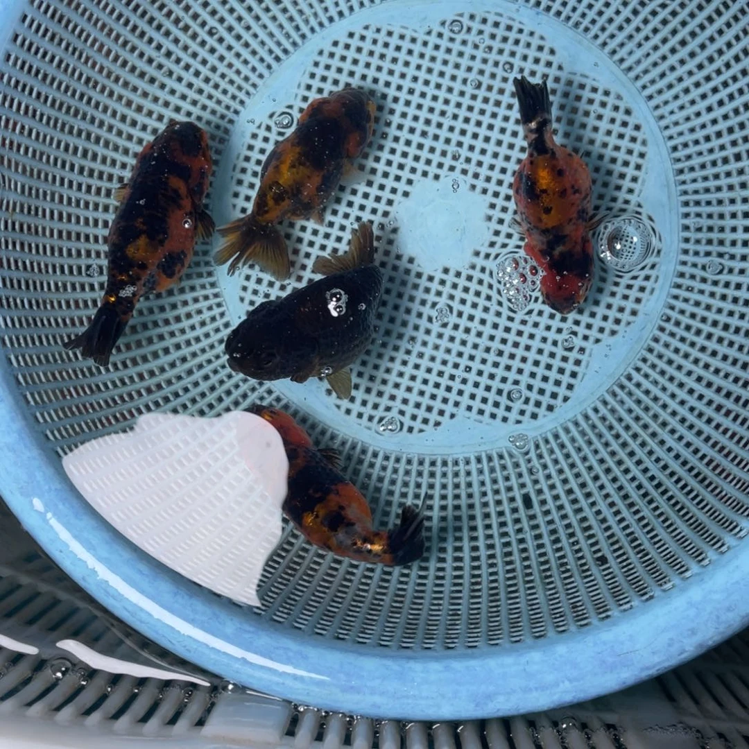海水鱼花泰狮金鱼42