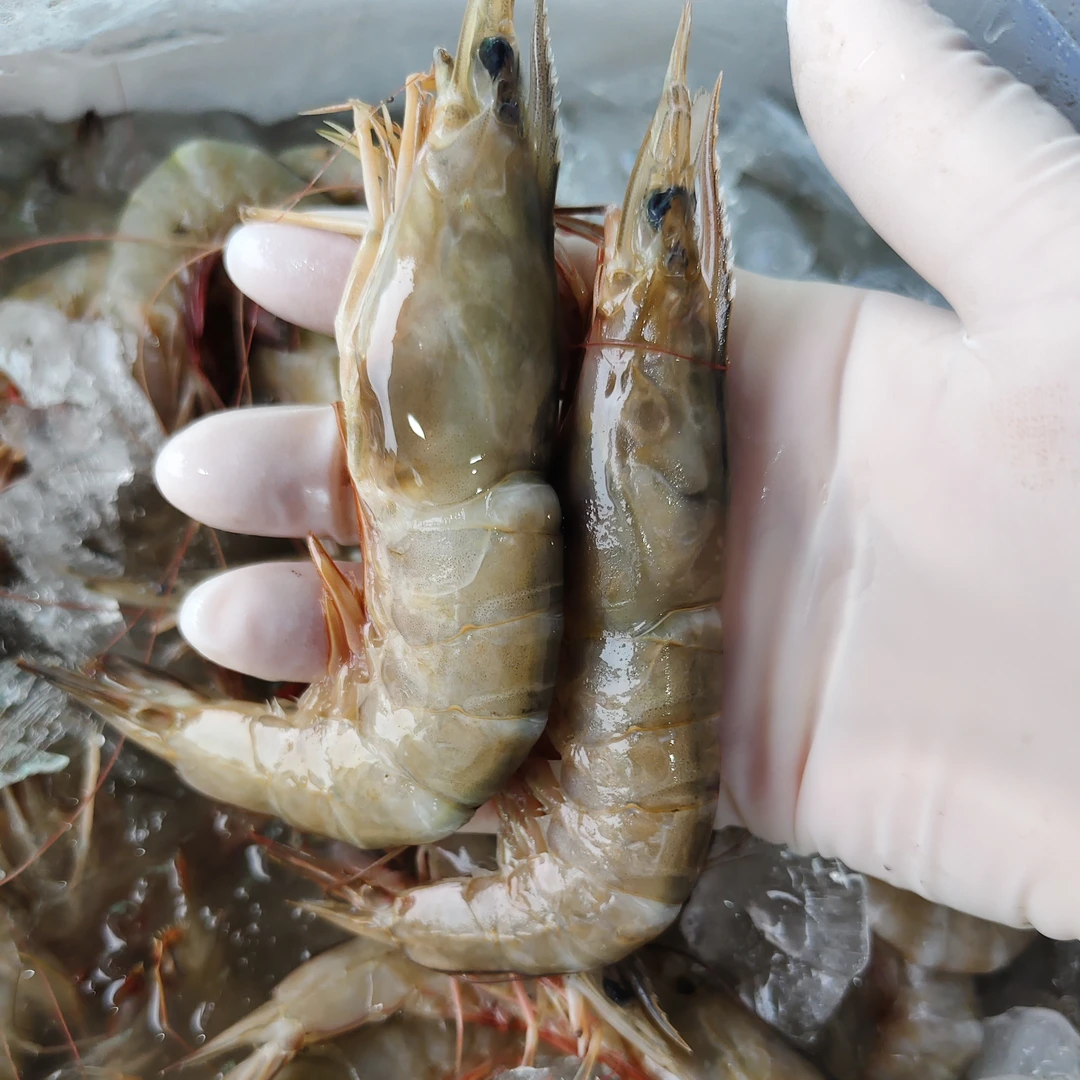 神泉本港野生海芦虾，一盒一斤五斤顺丰包邮