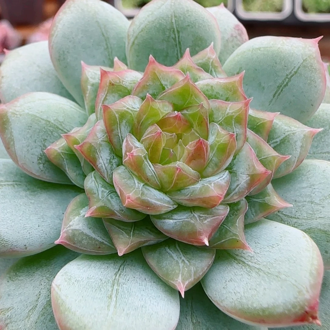 花语逸镜0923-30糖心珍妮