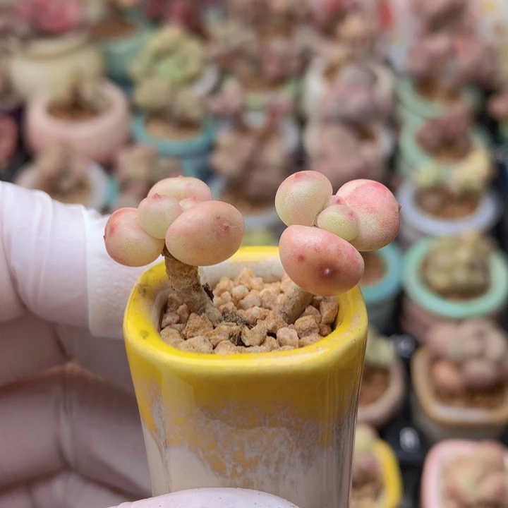 028 萤火虫 柚子 木质