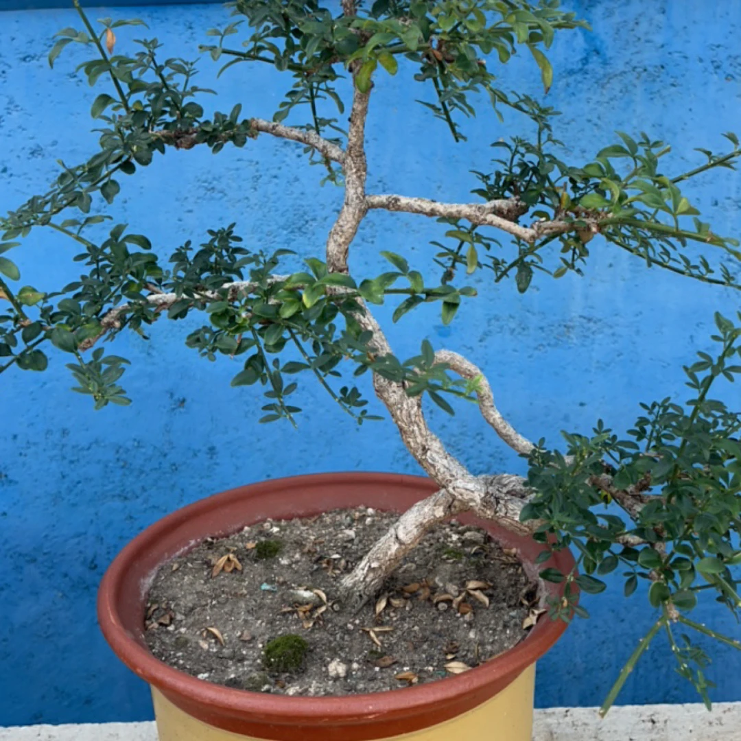 20年老桩黄城虎蹄迎春盆景!