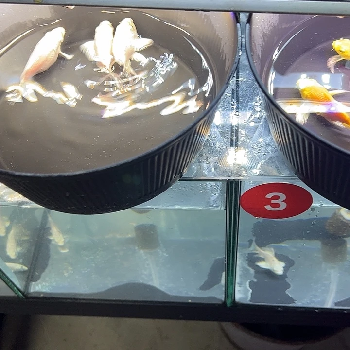 鱼鱼鱼鱼鱼鱼鱼鱼