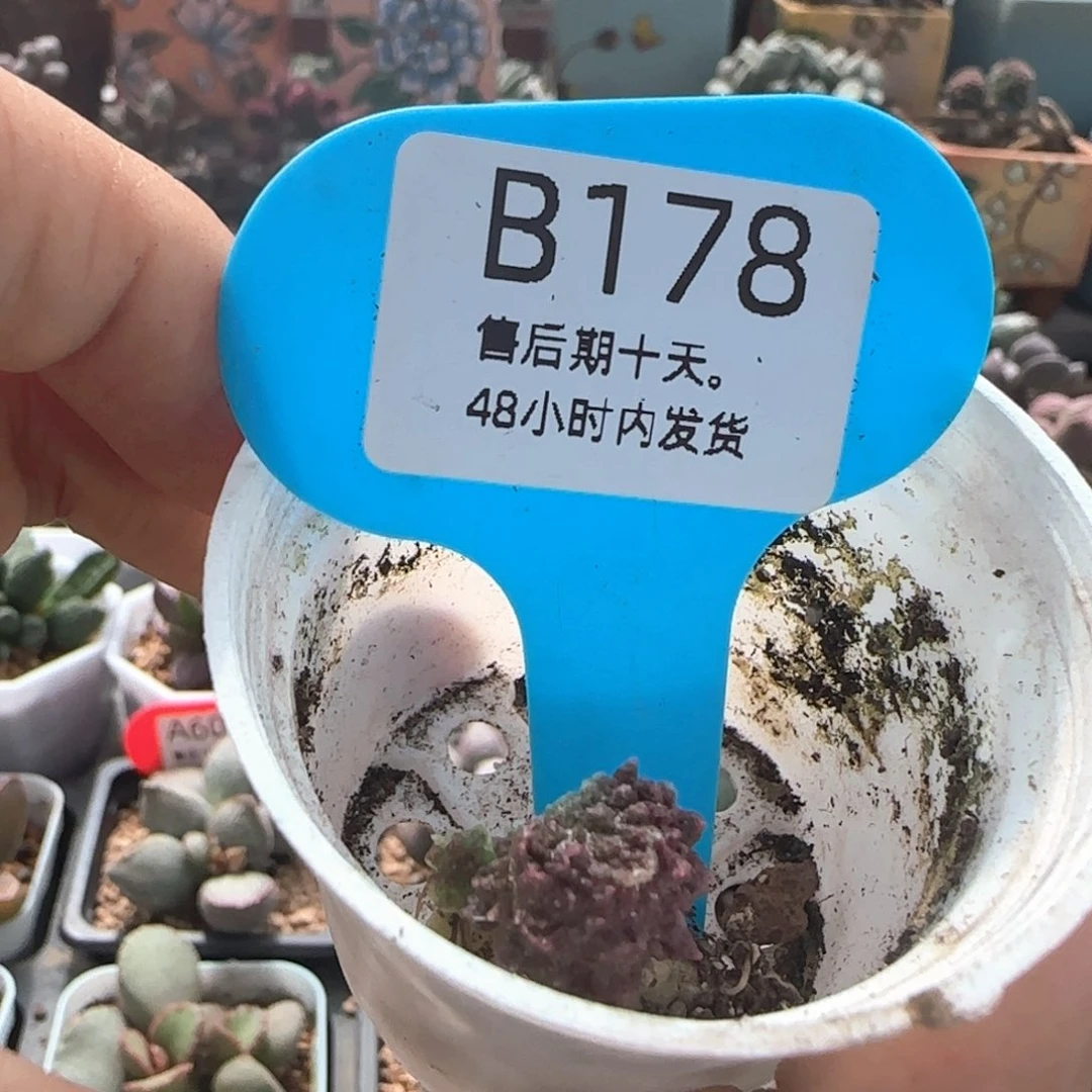 果***子抵扣储值37。      178